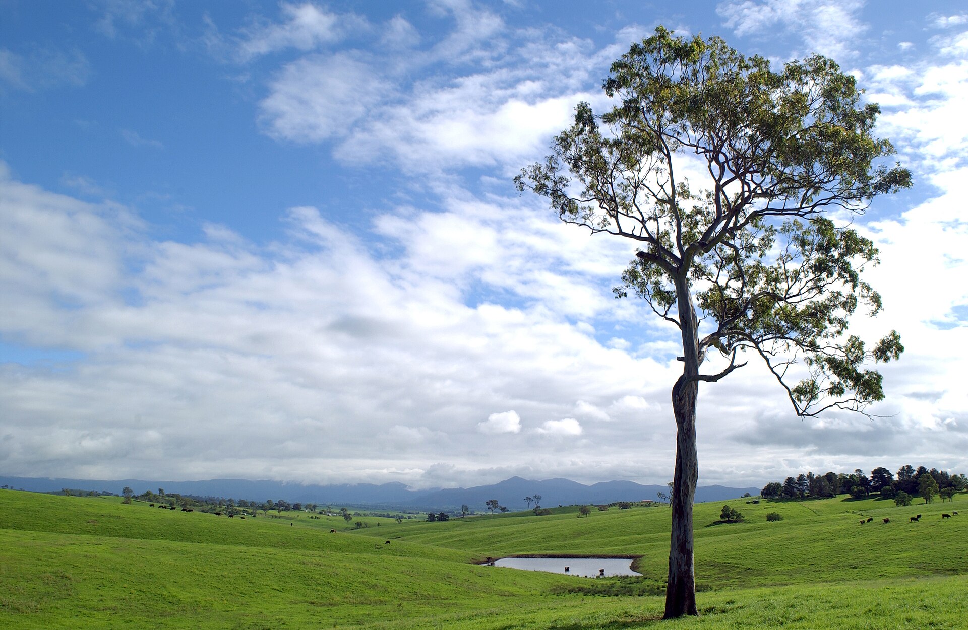 File:CSIRO ScienceImage 3777 Beef cattle grazing land.jpg