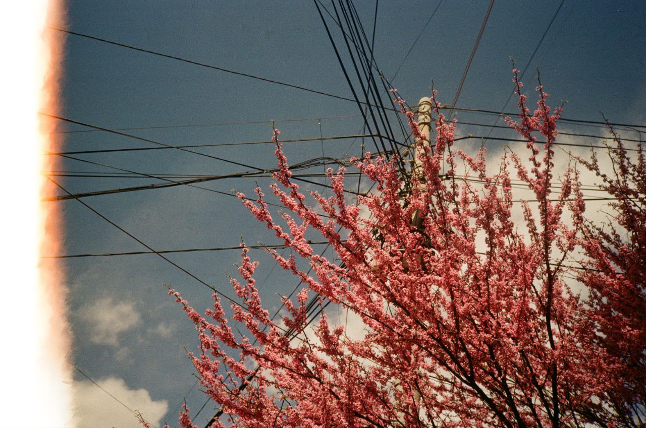 File:Spring blossoms in Yerevan urban landscape.jpg