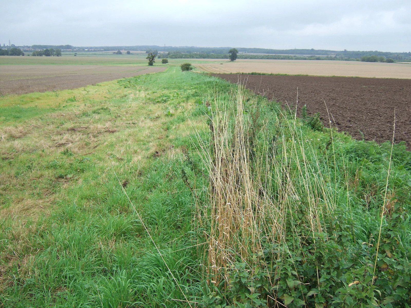 Related file image: Norfolk countryside on Constitution Hill, King's Lynn - geograph.org.uk - 2059999