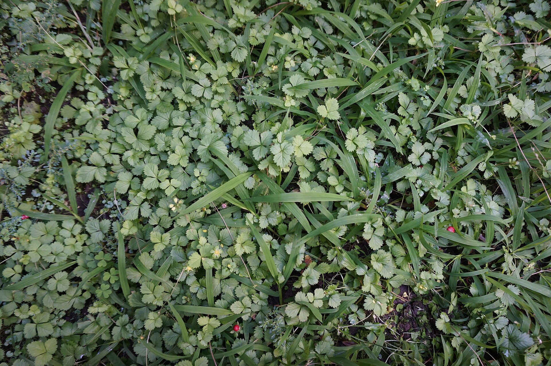 File:Weeds in a Garden in urban Taichung.jpg