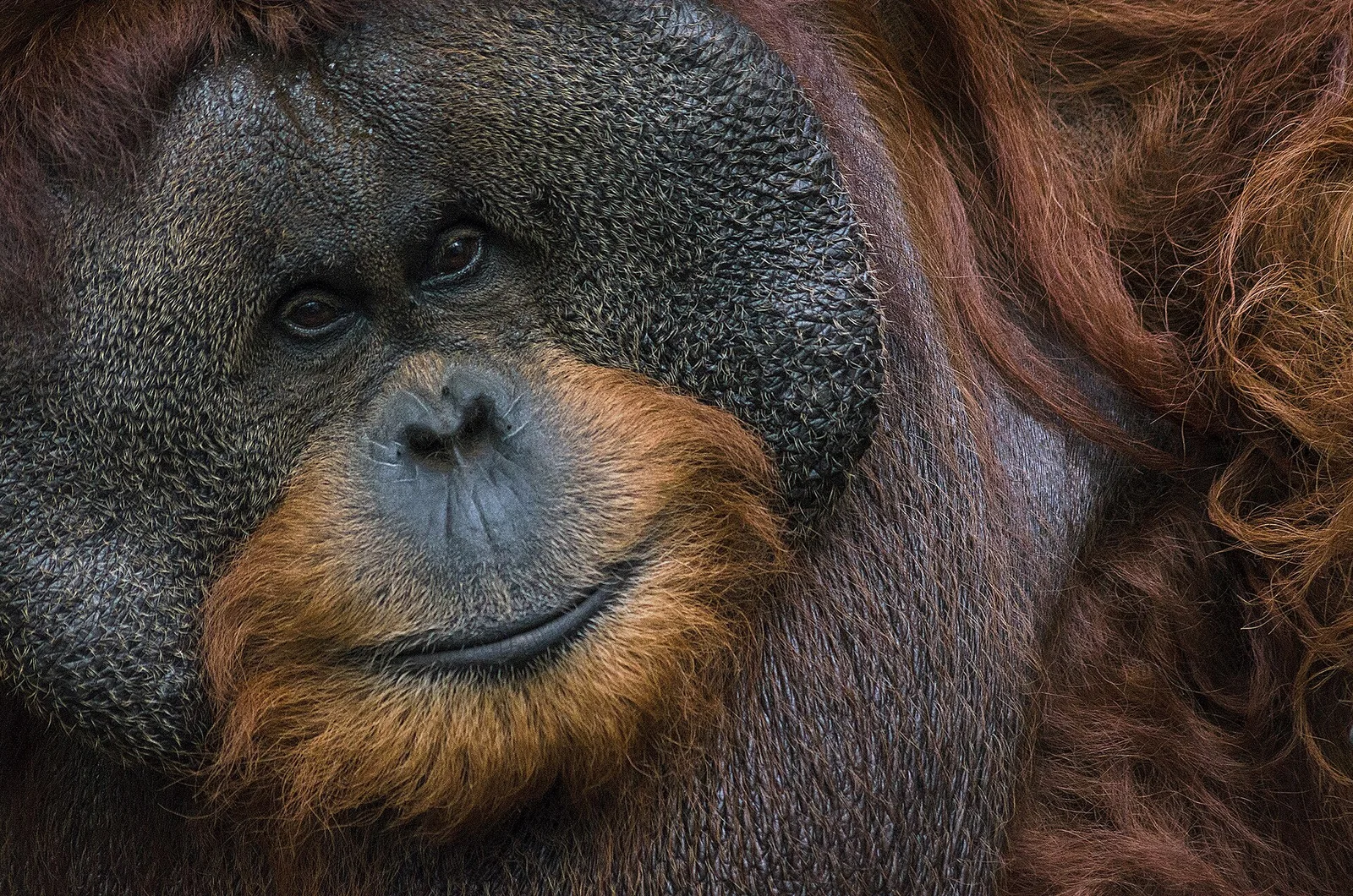 Related file image: Orangutan Kalimantan