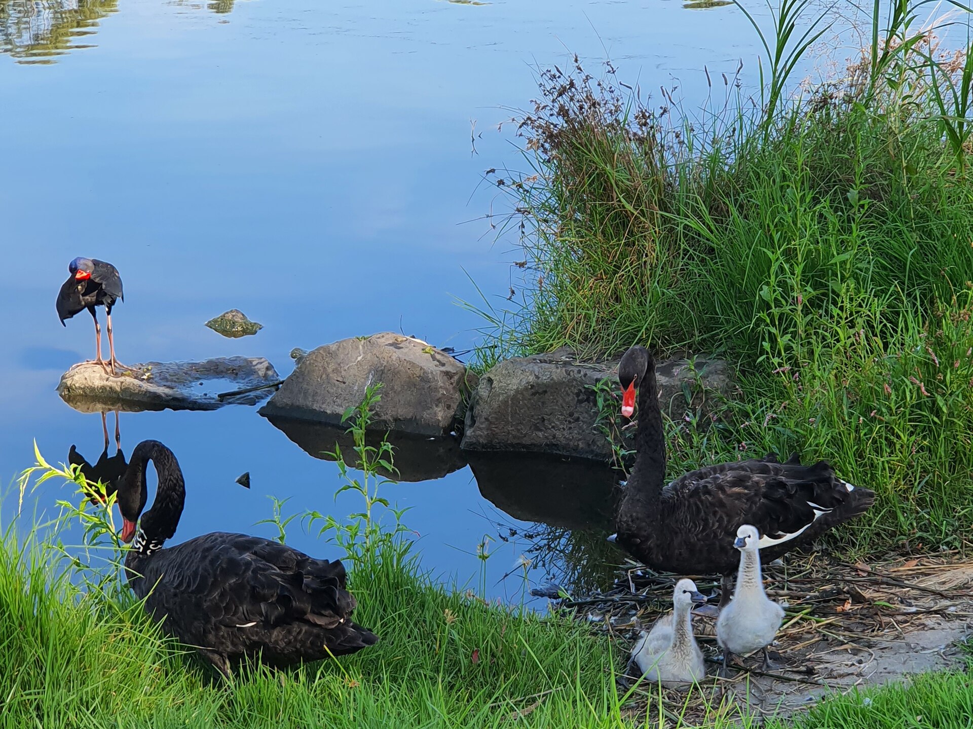 File:Swans and cygnets (landscape).jpg