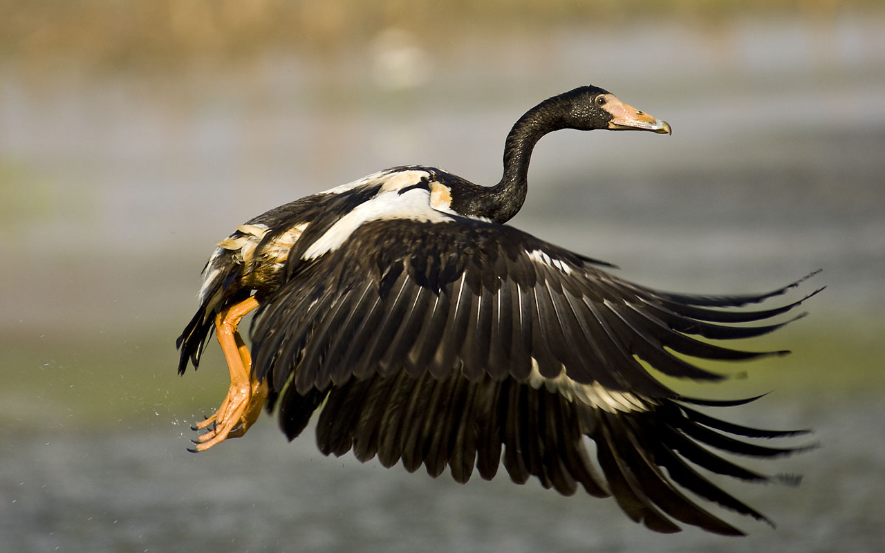 File:Magpie Goose taking off.jpg