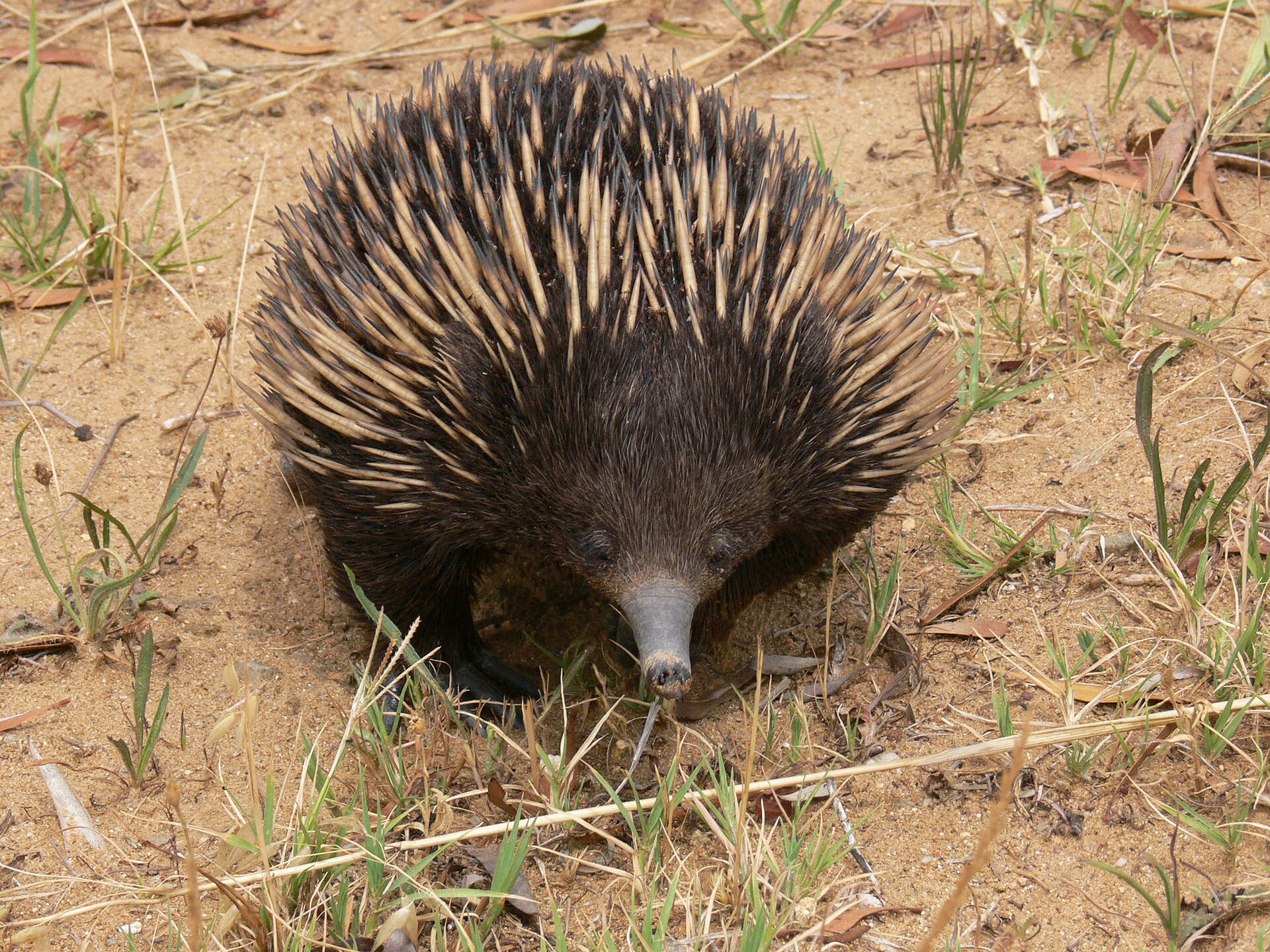 File:Echidna short beaked.jpg