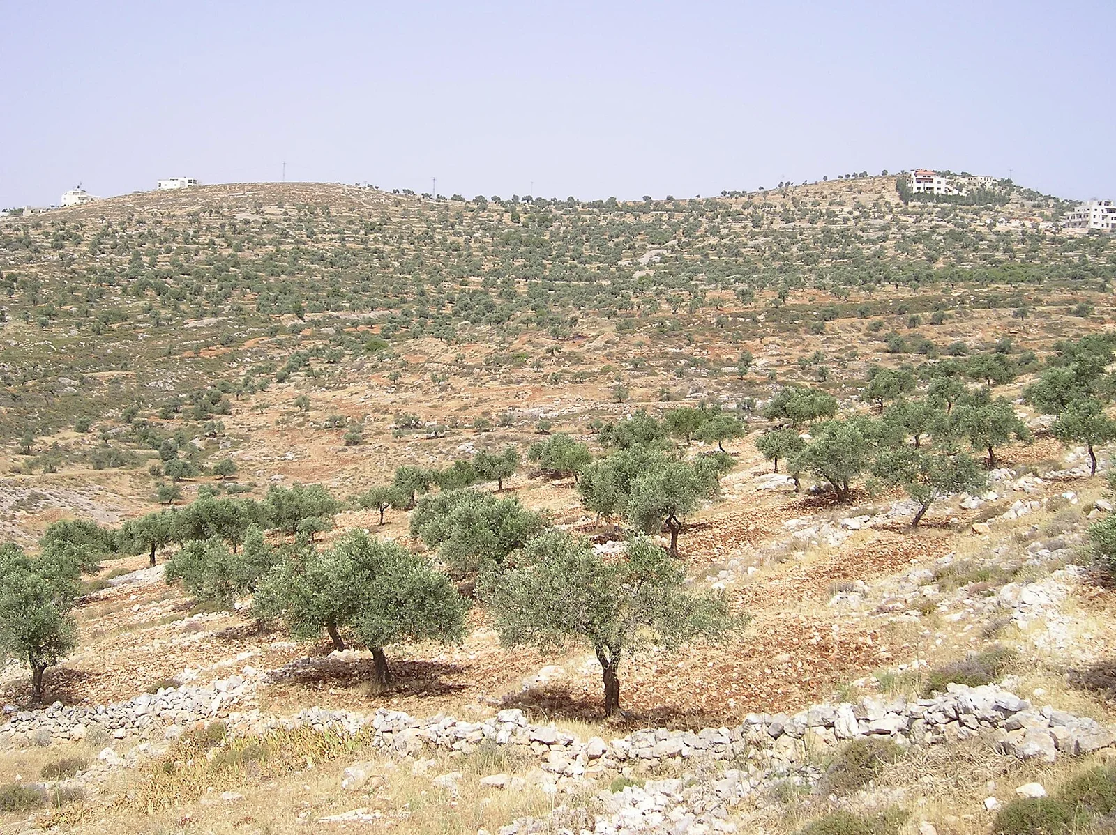 Related file image: Taybeh 18
